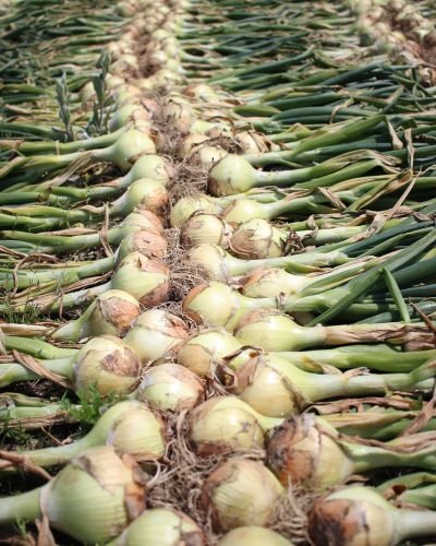 onion, vegetables, produce, food, onion bulbs, stalks, leaves, harvest, raw, nature, organic, closeup