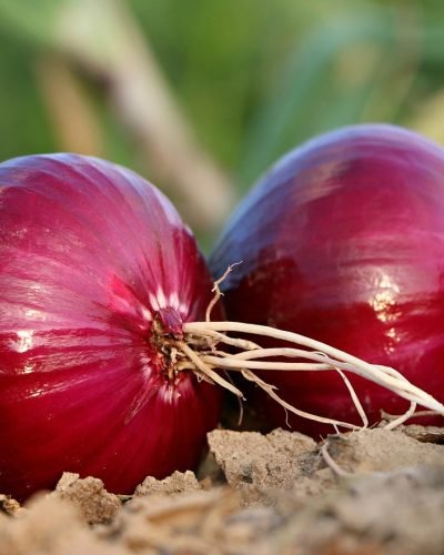 onion, bed, roots, land, blue, salad, vegetables, tears, two, onion, onion, onion, onion, onion