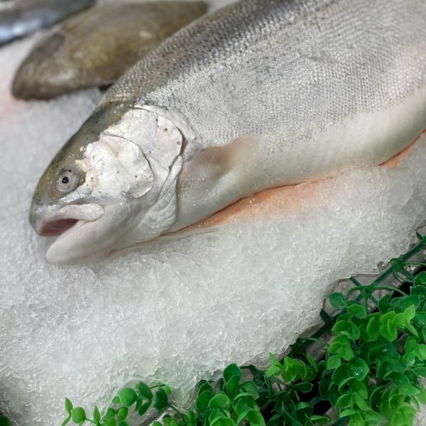 pexels-photo-14076804-14076804 A close-up shot of a fresh fish on ice at a market, showcasing freshness.