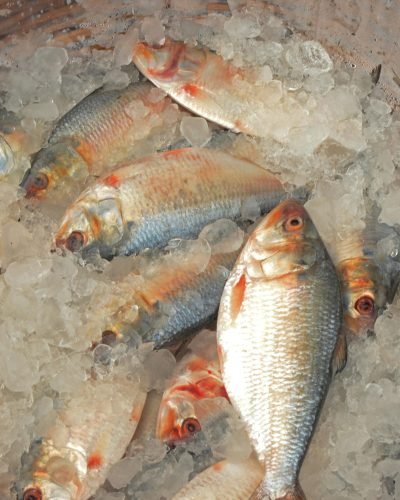 Close-up of fresh fish stacked on ice in a market basket, showcasing food freshness.