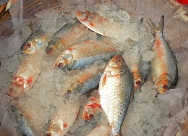 pexels-photo-8557000-8557000 Close-up of fresh fish stacked on ice in a market basket, showcasing food freshness.