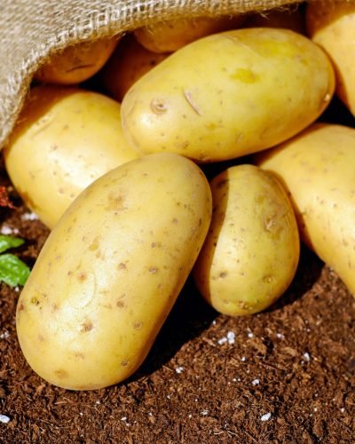 Golden potatoes spilling from a burlap sack onto rich soil, ready for cooking.