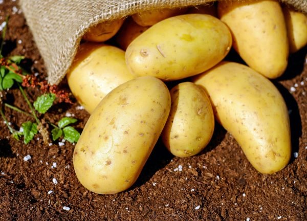 potatoes-vegetables-erdfrucht-bio-144248-144248 Golden potatoes spilling from a burlap sack onto rich soil, ready for cooking.